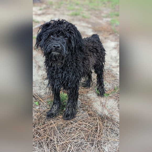 Meet your Posher, Leah - Picture 2 of 4